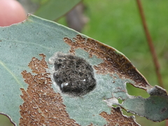 Doratifera vulnerans