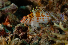 Cirrhitichthys falco