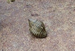 Gemophos gemmatus
