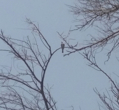 Hypocolius ampelinus