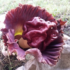 Amorphophallus paeoniifolius