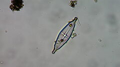 Naviculales