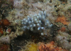 Clavelina moluccensis