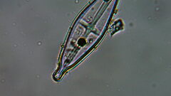 Naviculales
