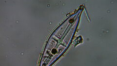 Naviculales
