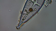 Naviculales