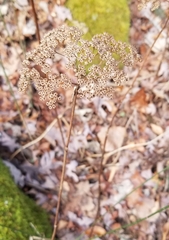 Hydrangea arborescens