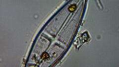 Naviculales