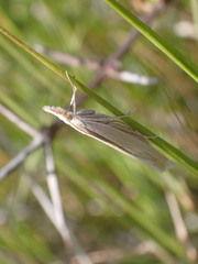 Orocrambus ramosellus