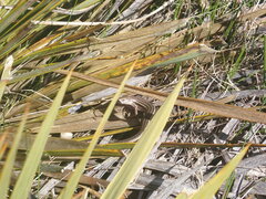 Oligosoma