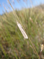 Orocrambus lewisi