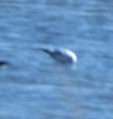 Chroicocephalus ridibundus