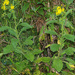 Senecio rufiglandulosus - Photo (c) Mike Lusk, some rights reserved (CC BY-NC), uploaded by Mike Lusk