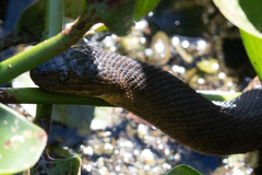 Nerodia floridana