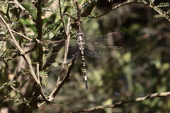 Parasynthemis regina