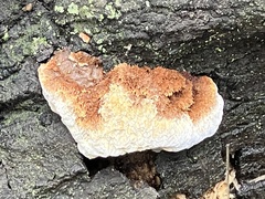 Pycnoporellus alboluteus