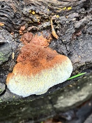 Pycnoporellus alboluteus