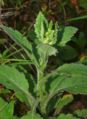 Senecio rufiglandulosus
