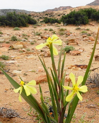 Moraea schlechteri