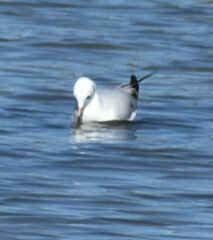 Ichthyaetus melanocephalus