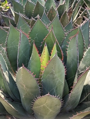 Agave shawii