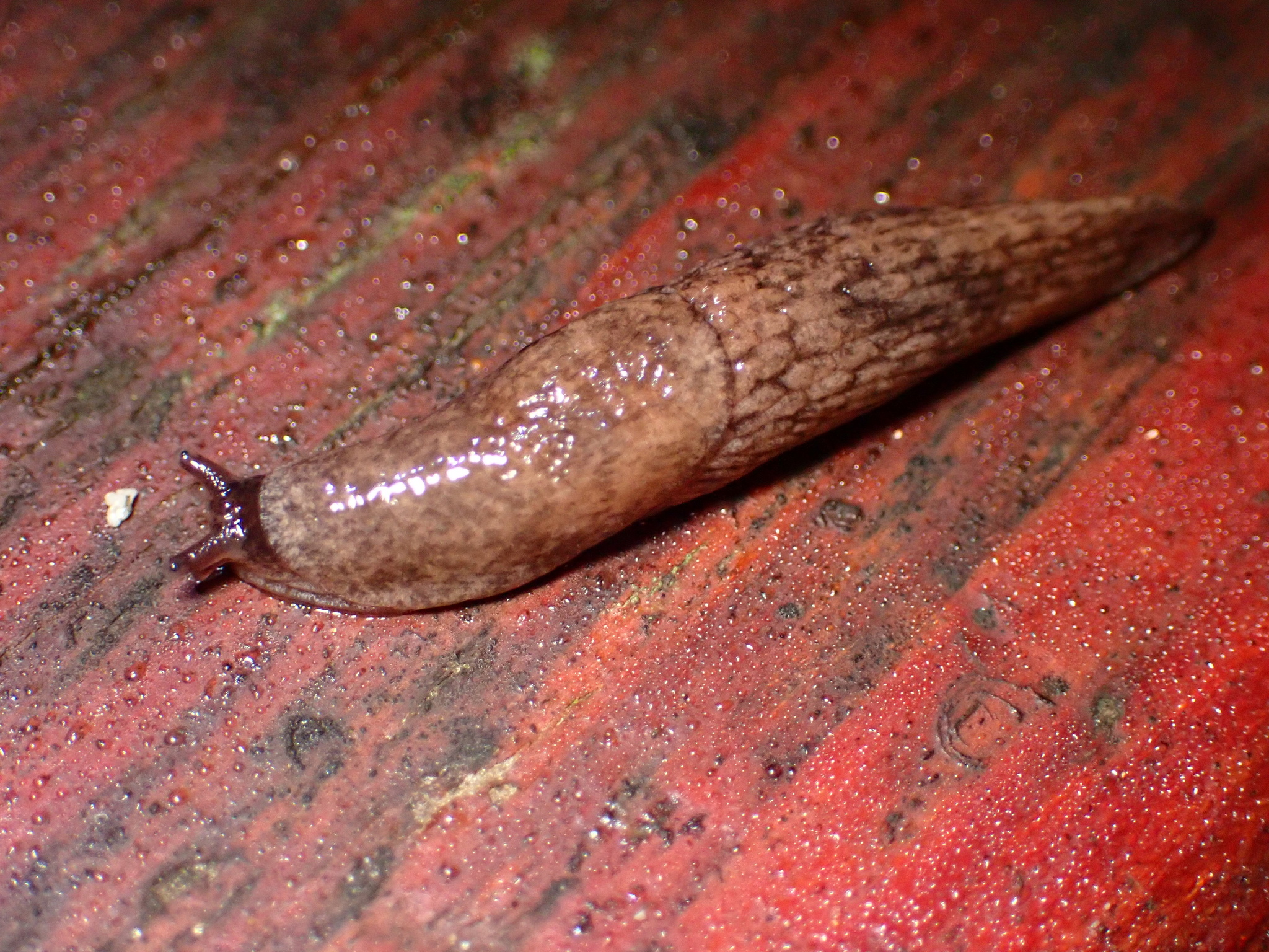 Deroceras reticulatum (O.F.Müller, 1774)