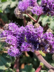 Phacelia pedicellata