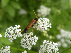 Tenthredo campestris