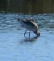 Limosa limosa