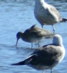Limosa limosa