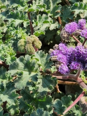 Phacelia pedicellata