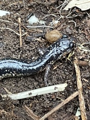 Plethodon albagula