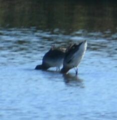 Limosa limosa