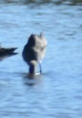 Limosa limosa