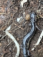 Plethodon albagula