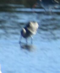 Limosa limosa