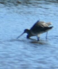 Limosa limosa