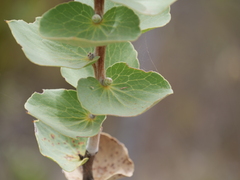 Hakea cucullata