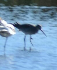 Limosa limosa