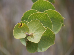 Hakea cucullata