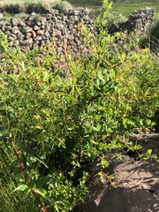Berberis boliviana
