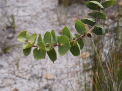 Hakea cucullata
