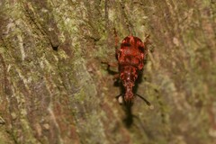 Eupanteos ornatus