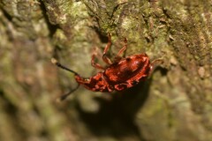 Eupanteos ornatus