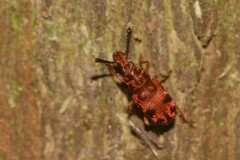 Eupanteos ornatus