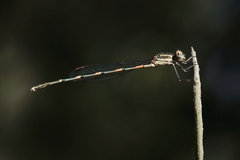 Austrolestes leda