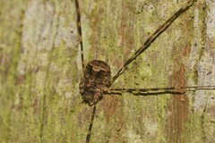 Neopantopsalis thaumatopoios