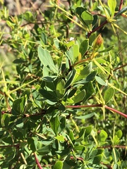 Berberis boliviana