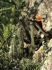 Corryocactus erectus