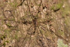 Neopantopsalis thaumatopoios
